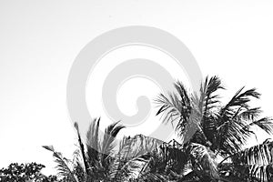 Black and white tropical palm trees