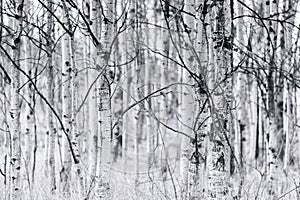 Black and white trunks of trembling aspen forest in spring