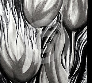 Black and White Tulips Photography