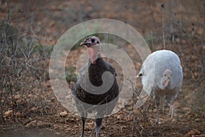 Black and white turkeys, Meleagris gallapovo