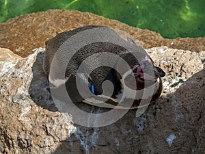 Black and white tux with a black and red beak lies on a rock at