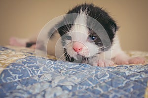 Black and White Tux Kitten on Quilted Blanket photo