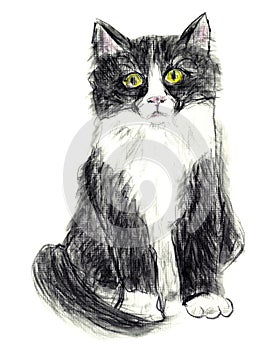 Black and White Tuxedo Cat Illustration