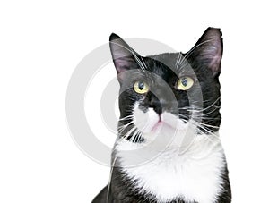 A black and white Tuxedo cat with its left ear tipped, indicating that is has been spayed or neutered