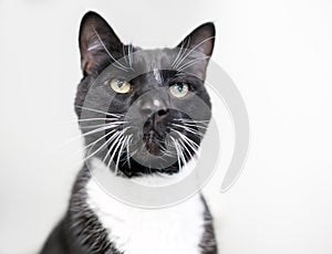 A black and white Tuxedo cat with long whiskers