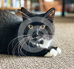 Black and white tuxedo cat with long whiskers.