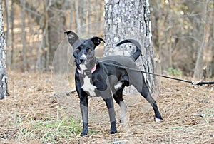 Black and white tuxedo mixed breed dog on leash