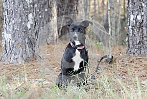 Black and white tuxedo mixed breed dog on leash