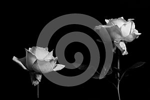 Black and white  two roses on dark background.