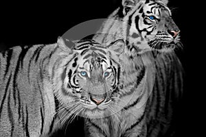 Black & White of two tigers