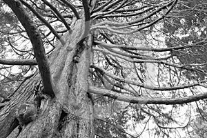 Black and White under giant oak tree