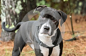 Black and White unneutered male Mastiff Bulldog Pitbull mix dog with harness outside on leash