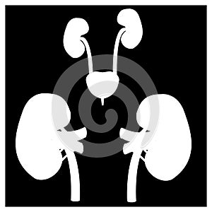 Black and White urinary system, bladder and kidneys photo