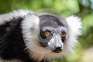 A black and white Vari Lemur looks quite curious