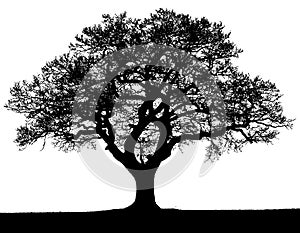Black and white vector autumn tree silhouette.