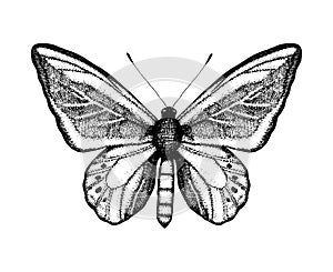 Black and white vector illustration of a butterfly. Hand drawn insect sketch. Detailed graphic drawing of wall brown in vintage