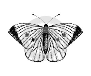 Black and white vector illustration of a butterfly. Hand drawn insect sketch. Detailed graphic drawing of wall brown in vintage