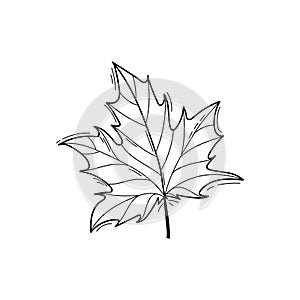 Black and white vector illustration of maple leaf in doodle style, sketch line art isolated on white background