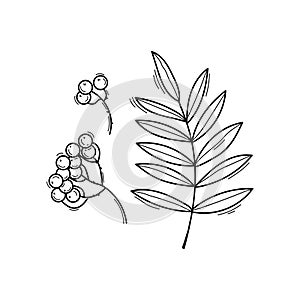 Black and white vector illustration of rowan leaves and berries in doodle style, sketch line art isolated on white
