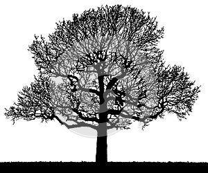 Black and white vector image of a large tree silhouette.