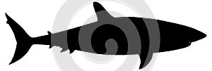 Black and white vector silhouette of an adult shark.