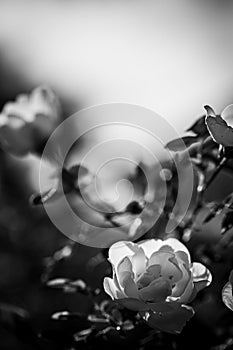 Black and white vertical image soft focus with blooming white rose bush flowers and copy space