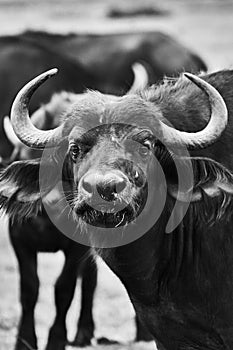 Black and white view of African buffalo in the savannas