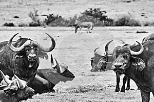 Black and white view of African buffalo in the savannas