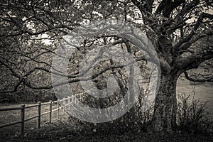 Black and white view of big beech tree near the fence in the natural reserve of Canfaito