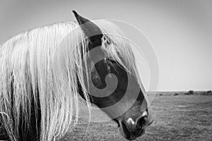 Filtered image of Belgian horse head at American farm ranch close-up