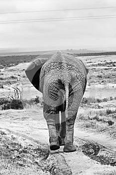 Black and white view of elephant backwards in the savannas