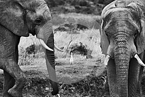 Black and white view of elephants in the savannas photo