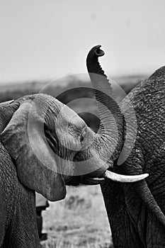 Black and white view of elephants in the savannas