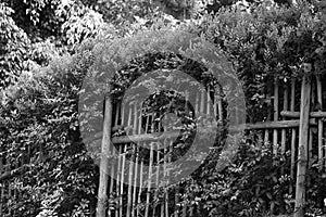 Black and white view of hedge and fence