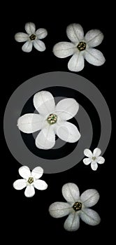 This is black And white view of phone wellpaper beauty of white flowers