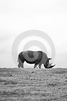 Black and white view of Rhinoceros in the savannas