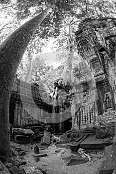 Black and White View of Ta Phrom