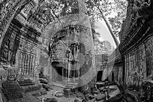 Black and White View of Ta Phrom