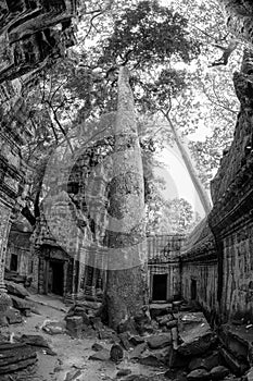 Black and White View of Ta Phrom