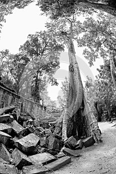 Black and White View of Ta Phrom