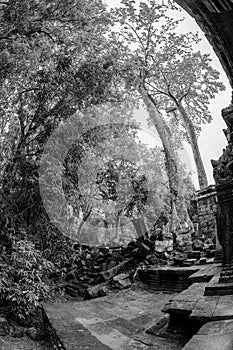 Black and White View of Ta Phrom