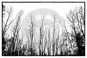 Black-white view of trees with no leaves. Still life. Black and white forest