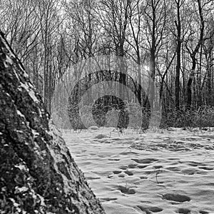 Black-white view of trees with no leaves. Still life. Black and white forest. trees during the winter morning among sunny rays