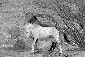 Black and white view of white horse wild stallion striking out while fighting another stallion in the Salt River desert