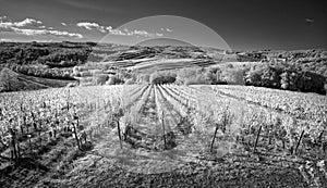 Black and white vineyards of Italy
