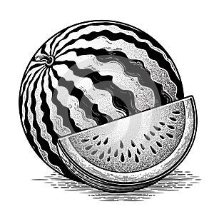 Black and white vintage illustration of a watermelon, hand drawn in ink. Vector illustration in vintage engraving style