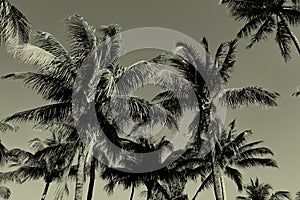 Black and White Vintage Palm Trees