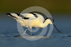 Black and white wader bird Pied Avocet, Recurvirostra avosetta, in blue water, Texel, Holland