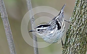 Black and White Warbler