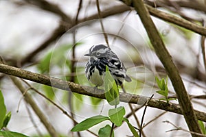 Black and White Warbler  708208